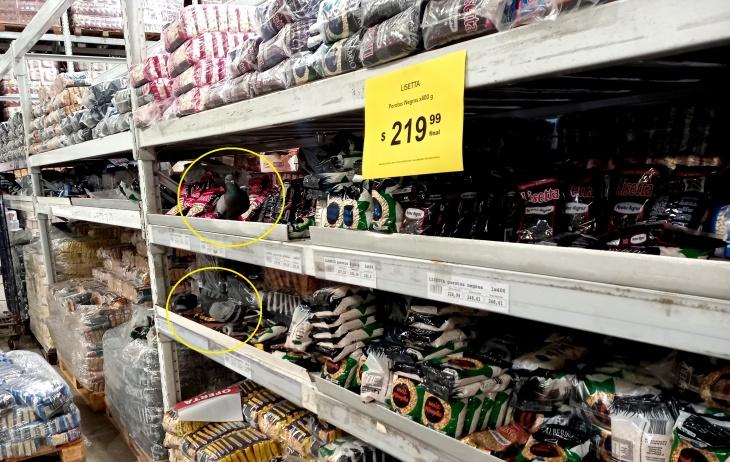 Denuncian que las palomas tomaron el Hipermercado Nini
