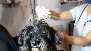 Nuevas jornadas de atención veterinaria en City Bell, Altos de San Lorenzo, San Carlos y Etcheverry