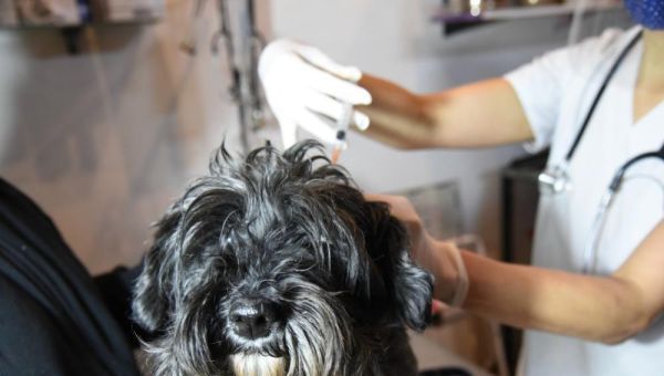 Nuevas jornadas de atención veterinaria en City Bell, Altos de San Lorenzo, San Carlos y Etcheverry