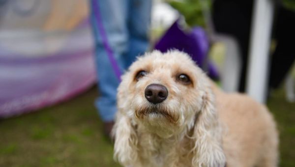 Atención primaria y vacunación para perros y gatos: el consultorio móvil llega a nuevos barrios