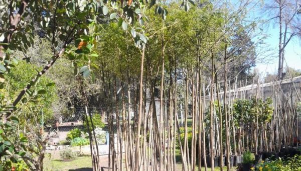 Plantaron 300 árboles de distintas especies en el Paseo del Bosque