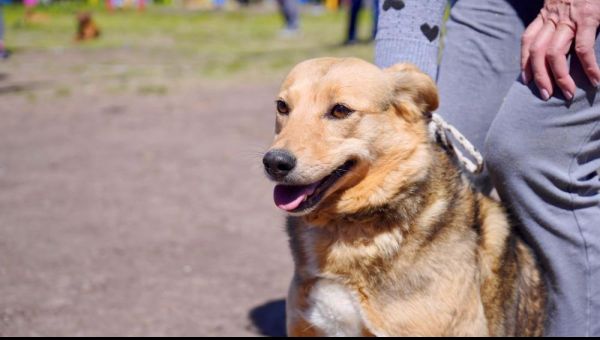 Con doble turno y en distintos barrios platenses, comienza una nueva semana de jornadas veterinarias
